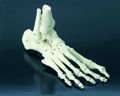Szkieletowy model ludzkiej stopy